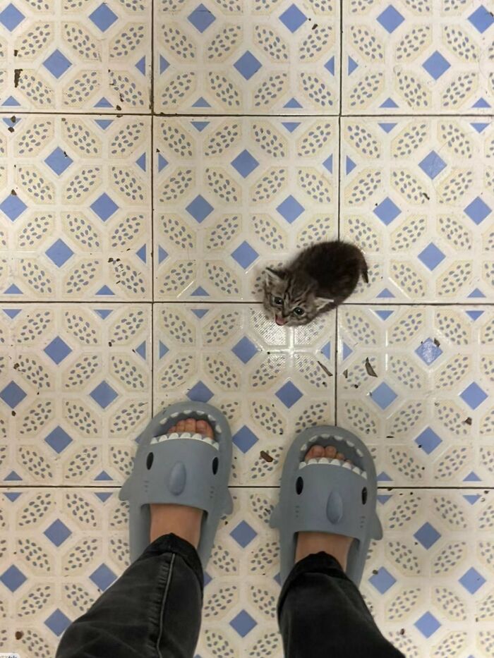 50 Cat Pics So Cute They’ll Totally Chill You Out