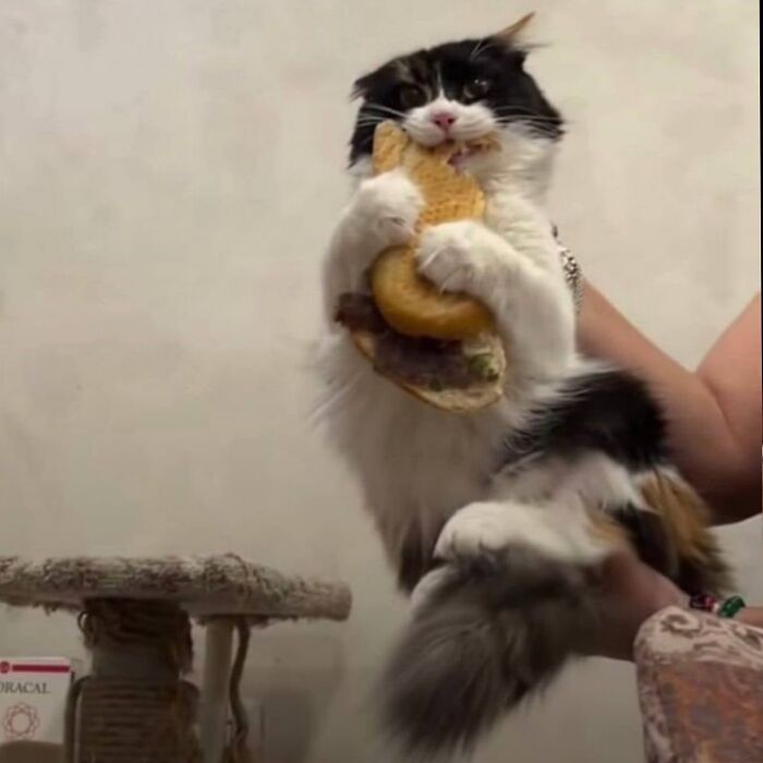 50 Cat Pics So Cute They’ll Totally Chill You Out