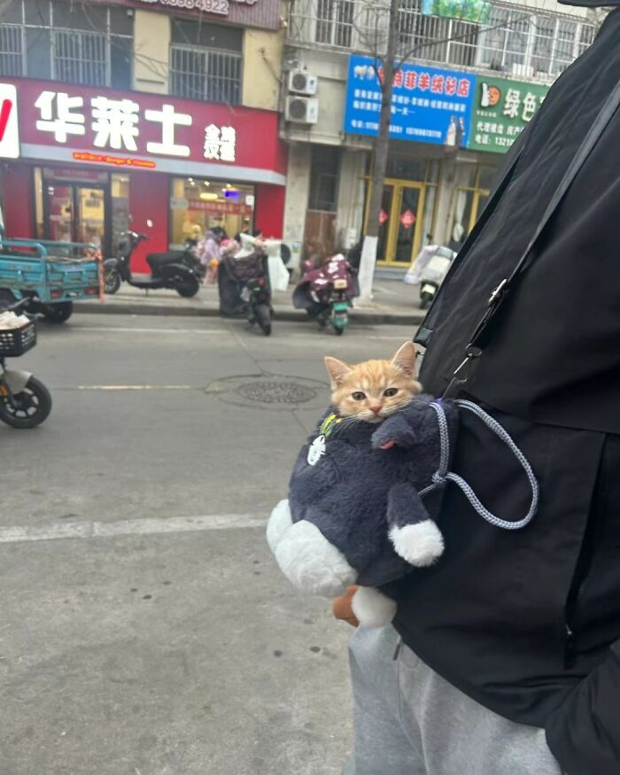 50 Cat Pics So Cute They’ll Totally Chill You Out