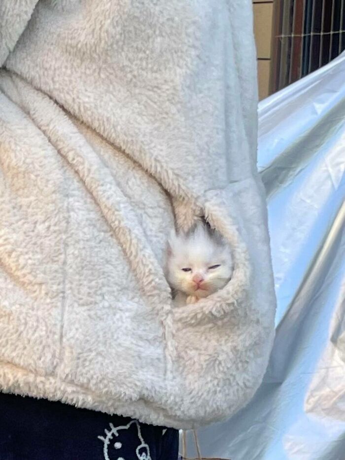 50 Cat Pics So Cute They’ll Totally Chill You Out