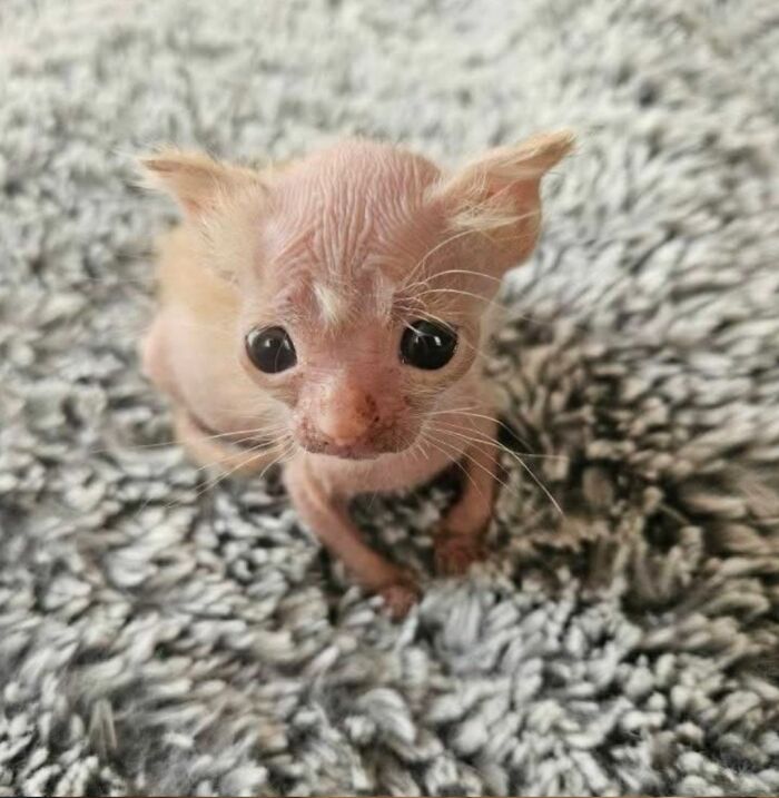 50 Cat Pics So Cute They’ll Totally Chill You Out