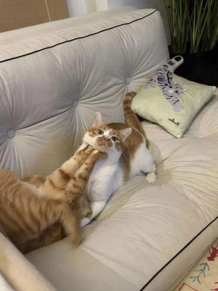 50 Cat Pics So Cute They’ll Totally Chill You Out