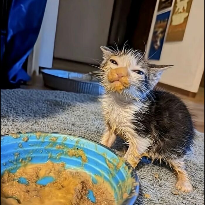 50 Cat Pics So Cute They’ll Totally Chill You Out