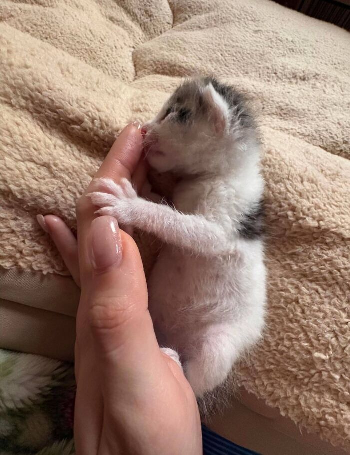 50 Cat Pics So Cute They’ll Totally Chill You Out