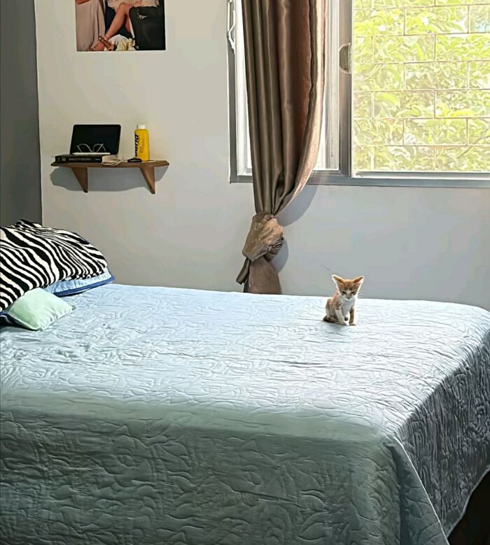 50 Cat Pics So Cute They’ll Totally Chill You Out