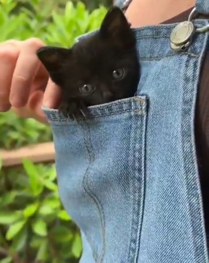 50 Cat Pics So Cute They’ll Totally Chill You Out