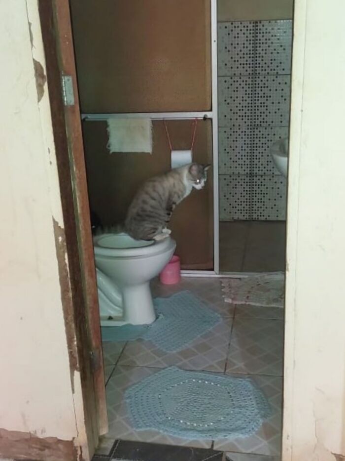 50 Cat Pics So Cute They’ll Totally Chill You Out