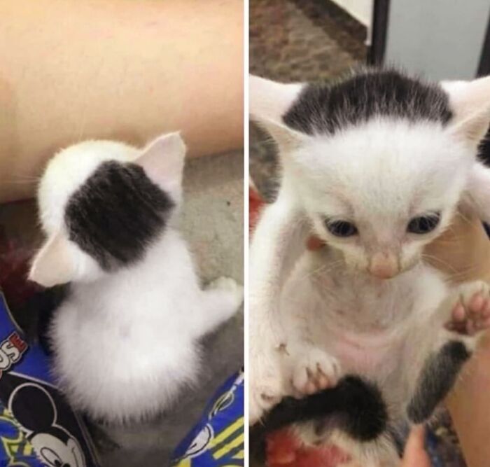 50 Cat Pics So Cute They’ll Totally Chill You Out