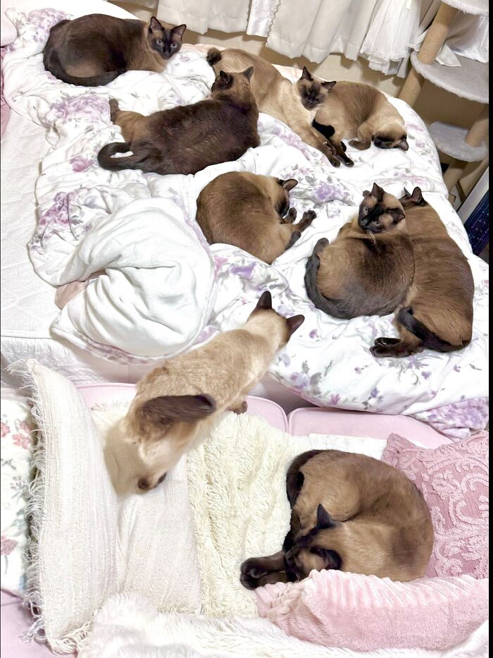 50 Cat Pics So Cute They’ll Totally Chill You Out