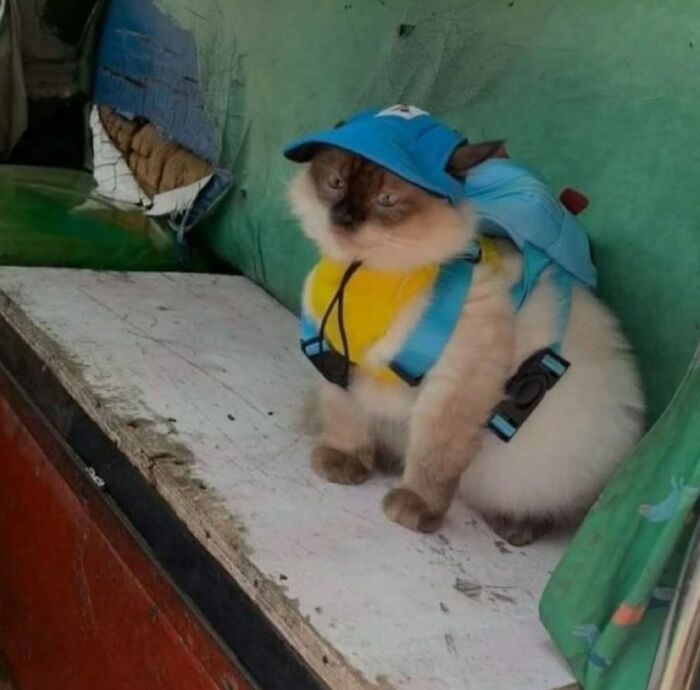 50 Cat Pics So Cute They’ll Totally Chill You Out