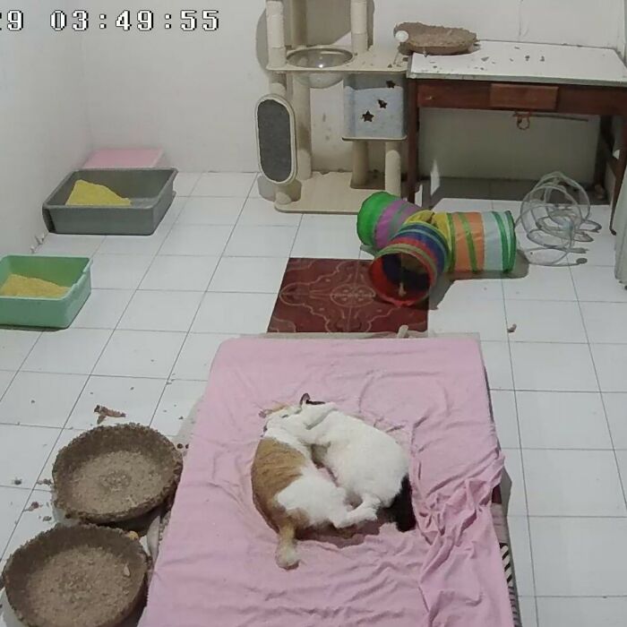 50 Cat Pics So Cute They’ll Totally Chill You Out