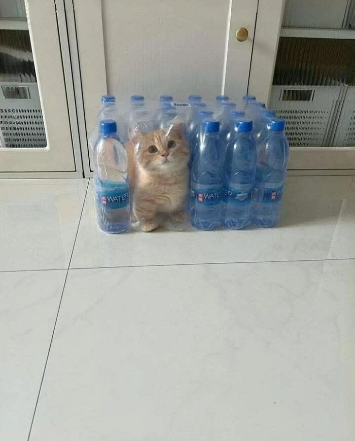 50 Cat Pics So Cute They’ll Totally Chill You Out