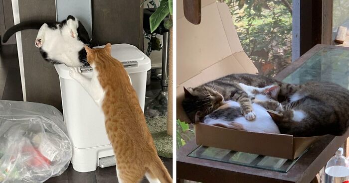 The Craziest Places Cats Decided to Plop Themselves (And We Took Pictures)