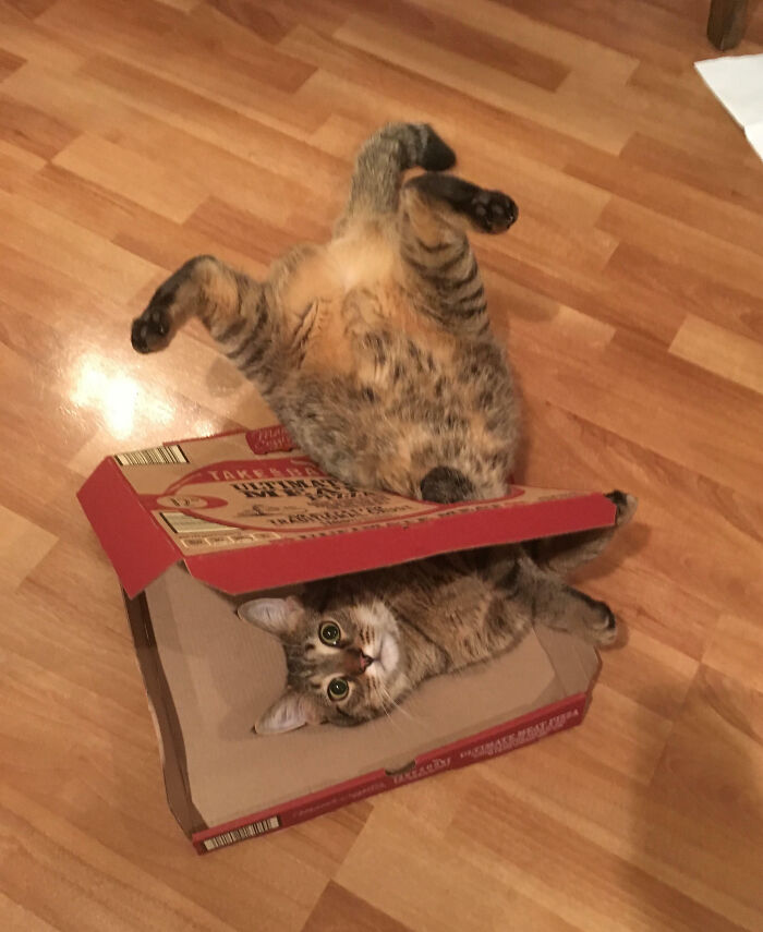 The 'Well, That's Not What I Expected' Cat