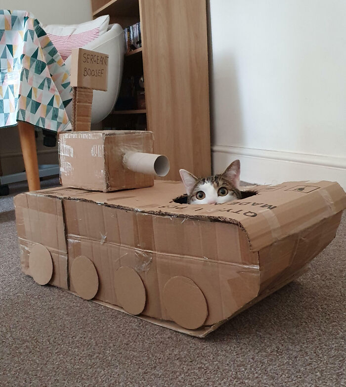 We Made a Cardboard Tank Just for Our Cat