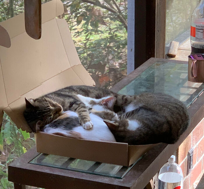 The Cat Trap Worked Wonders