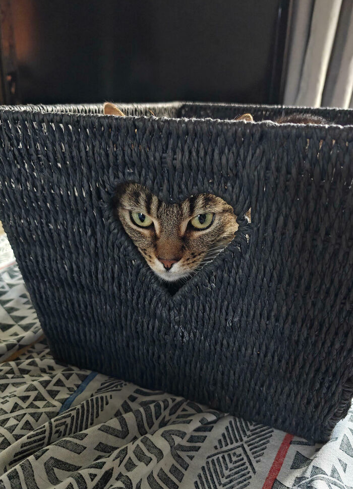 Basket Case: A Cat in Its Natural Habitat