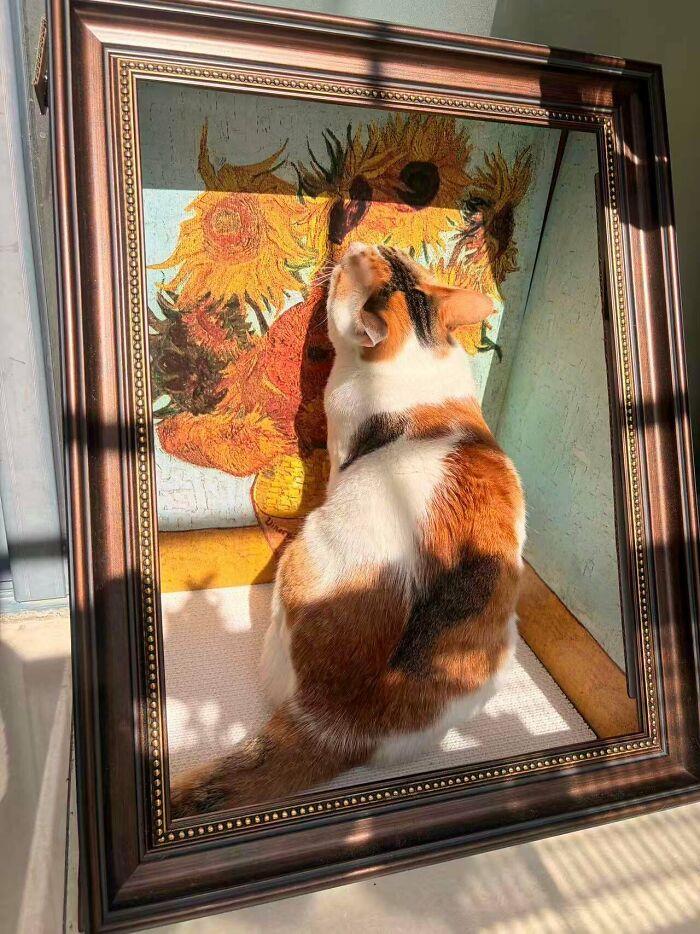 Unintentionally Perfect Still Life Featuring a Cat