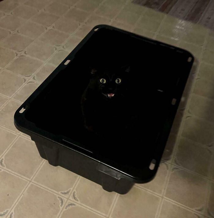 Invisible Until Yelled At