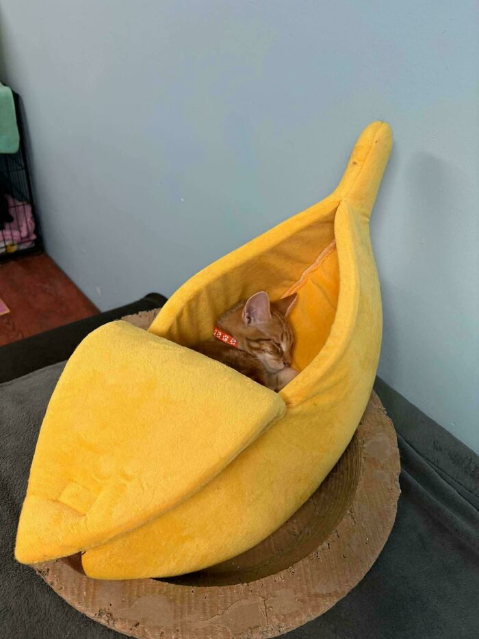 Our Cat Shelter’s Banana (And Cat)