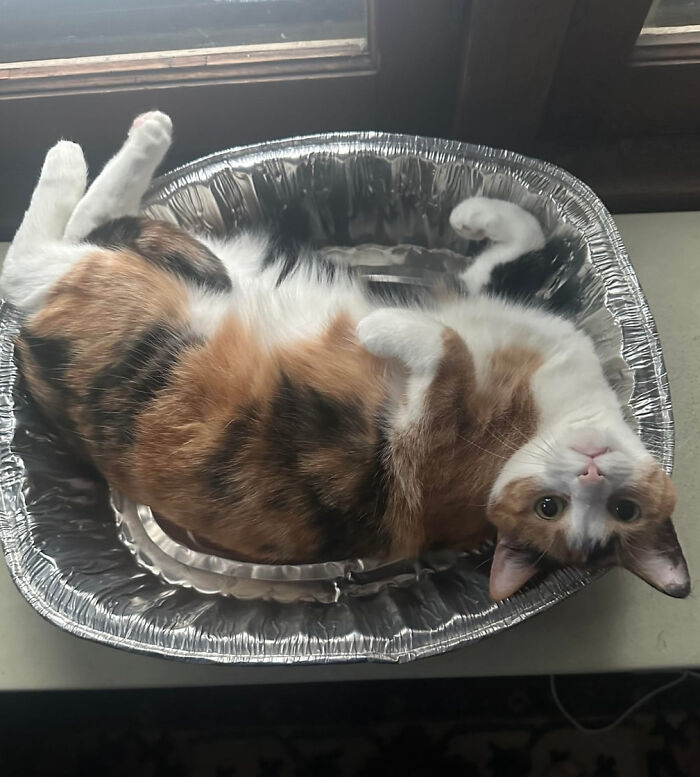 She Ignored Every Fancy Cat Bed But Loves This $2 Turkey Pan