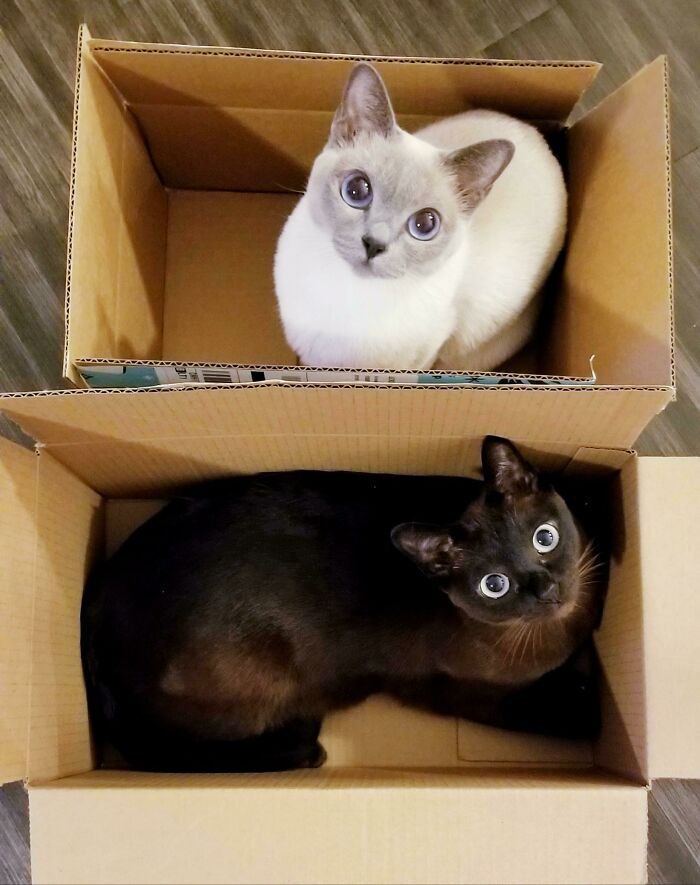 A Trap for Each and Every Cat