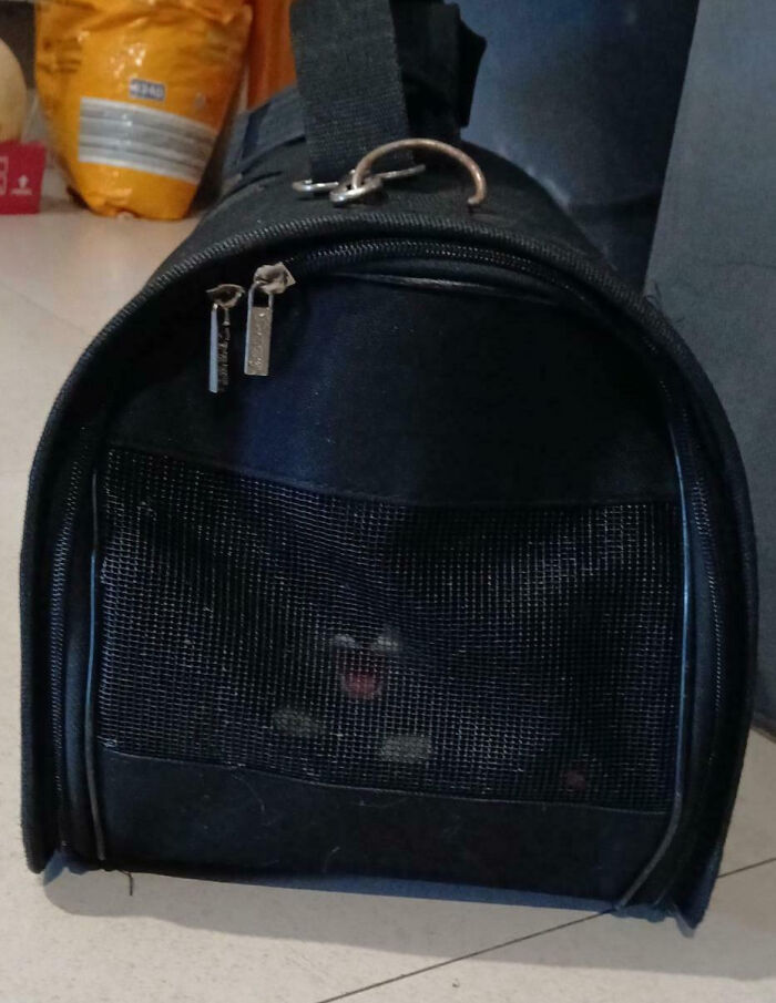 Saved from the Streets, Now Living the Plush Life