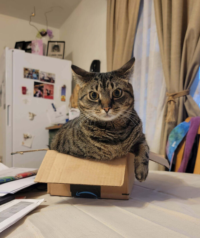 Puddin Just Had a Birthday! Four Years of Pure Naps