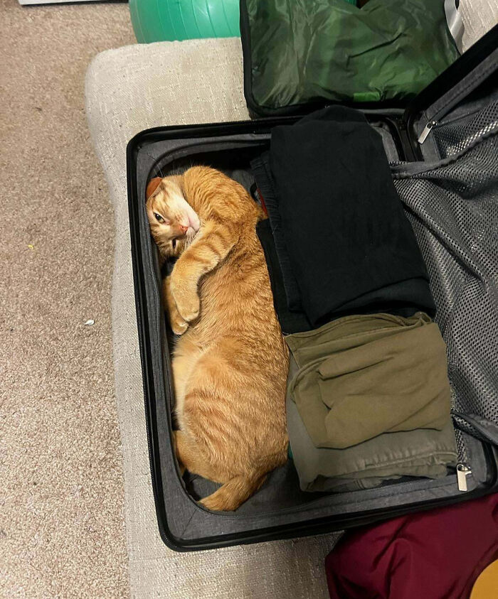 Your New Favorite Carry-On? Cat Edition