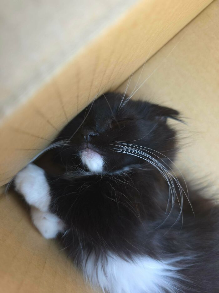 Meet Hubie: More Fabulous Than You Expected