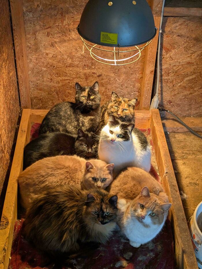 When It’s -35°C But the Barn Cats Don’t Care