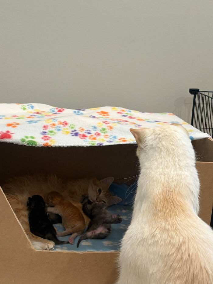 From Feral to Family: Kitten Edition