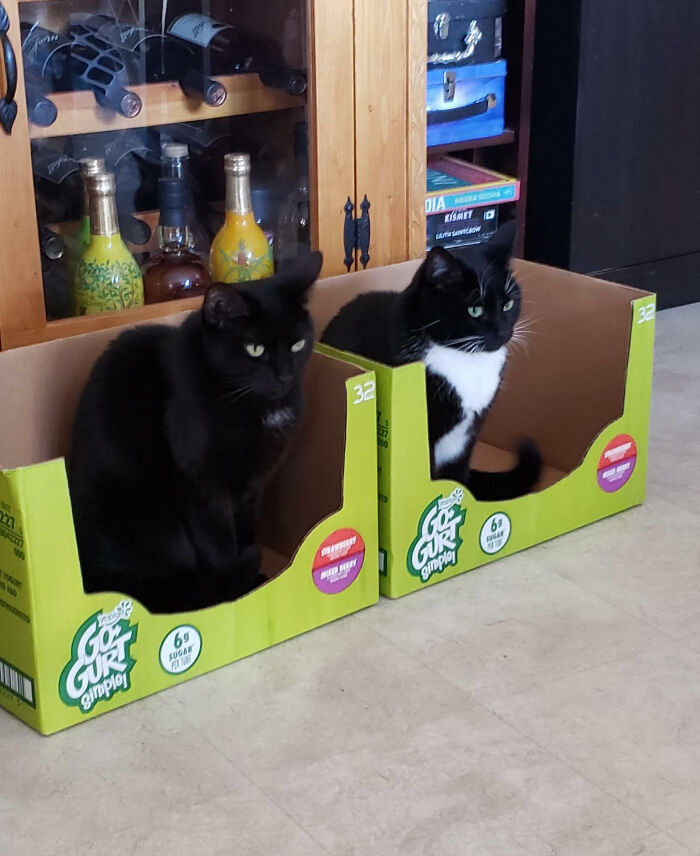 The Cat Traps Are Working Way Too Well