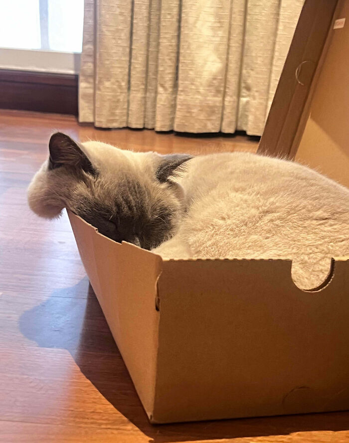 If He Fits, He Definitely Sits