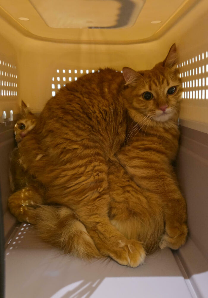 Catsitting Drama: Two Shy Ones Huddling Like Pros