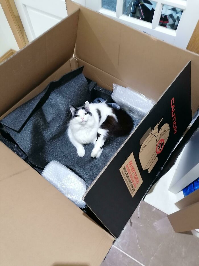 Took One Piece Out, Found My Cat—No More Assembly Needed