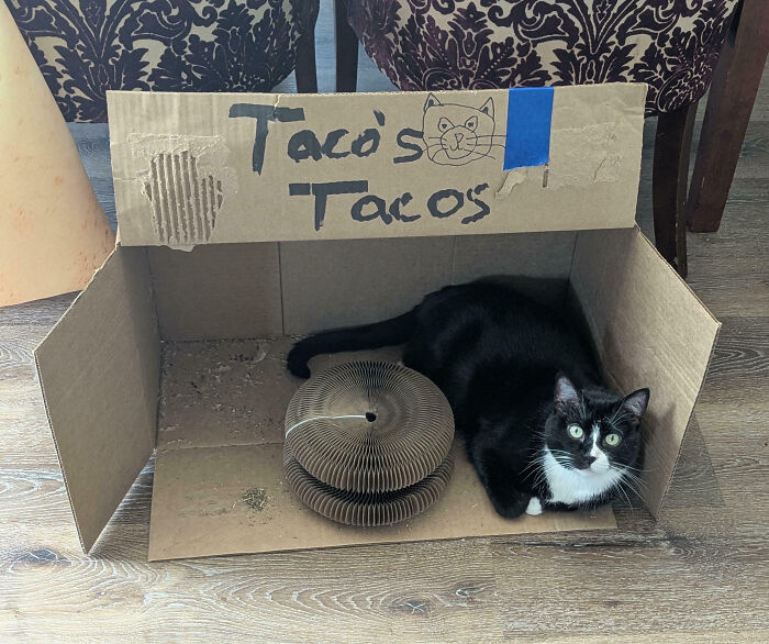 Taco’s Tacos: The Purrfect Meal