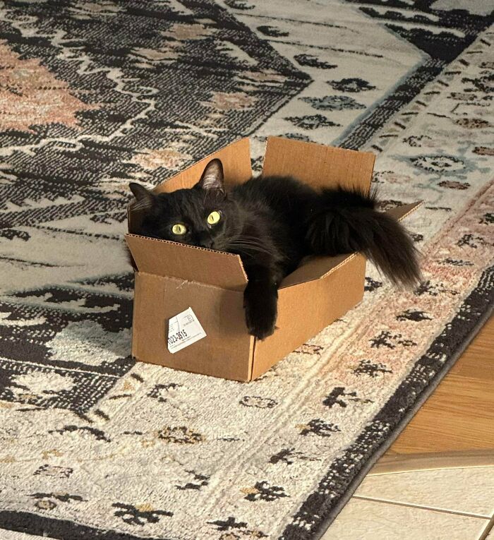 Gary the Chunky Boss Who Sits Anywhere (ANY Box!)