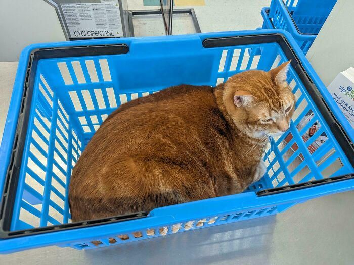 Shopping Trip? Mission: Cat Approved
