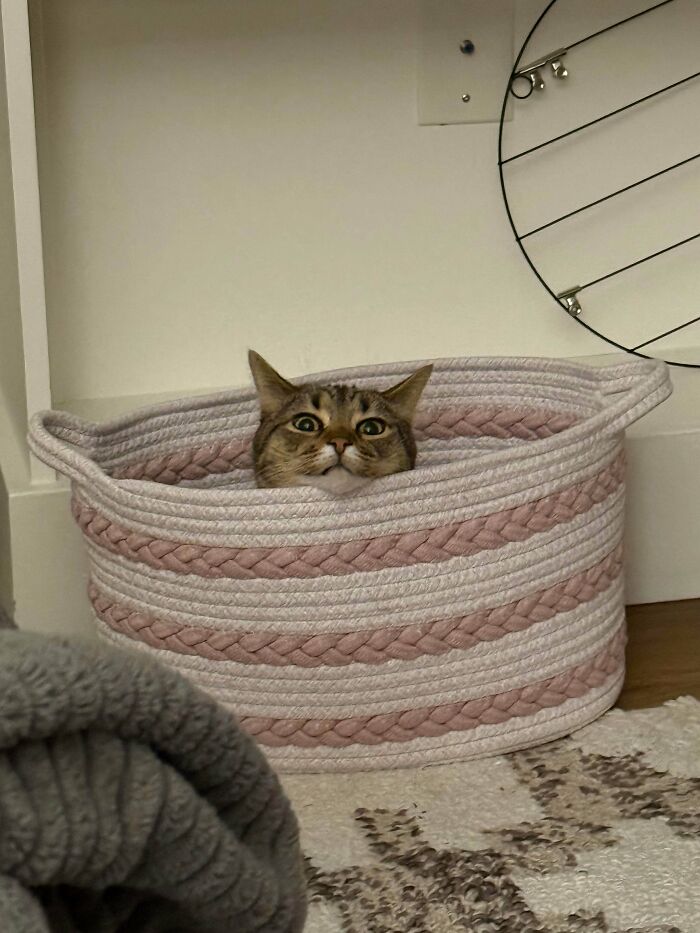 Ollie’s Basket Is His Kingdom