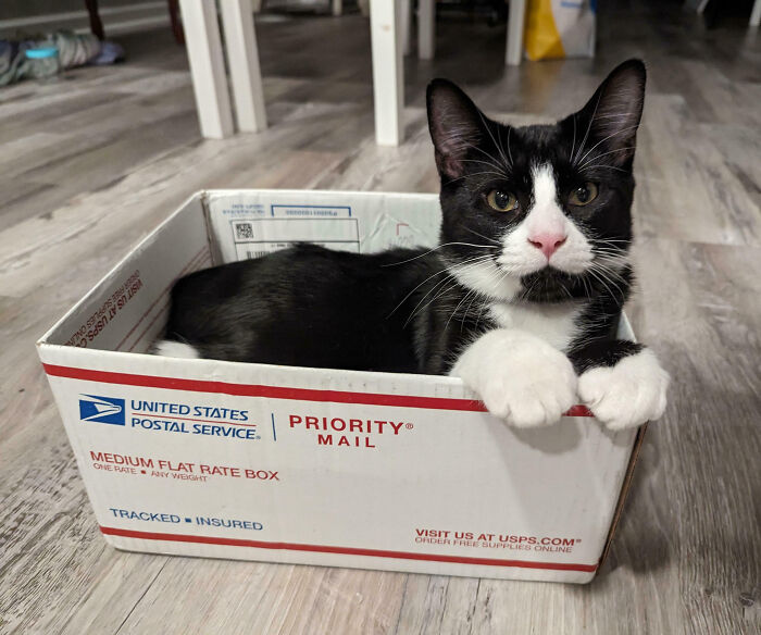 Classic Cat Logic: I Fits, I Sits