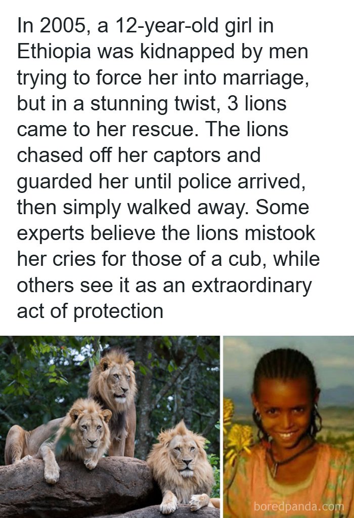 Why Some Women Prefer Bears (Yes, Bears)