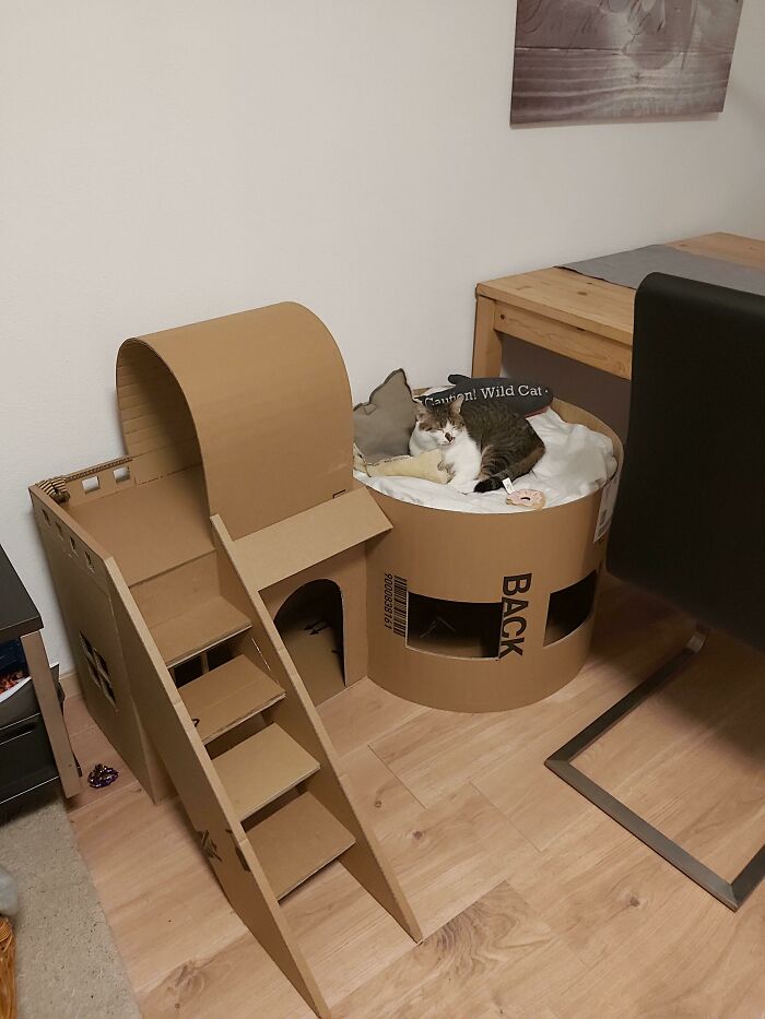 Dad Said He Wouldn’t Take Care Of The Cat, Now Built It A Mansion