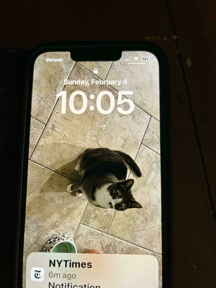 Dad Didn’t Like The Cat. Then Made It His Phone Wallpaper.