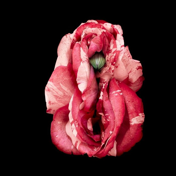 These Flower-Powered Artworks Totally Nail What It Feels Like to Be a Woman (37 Pics)
