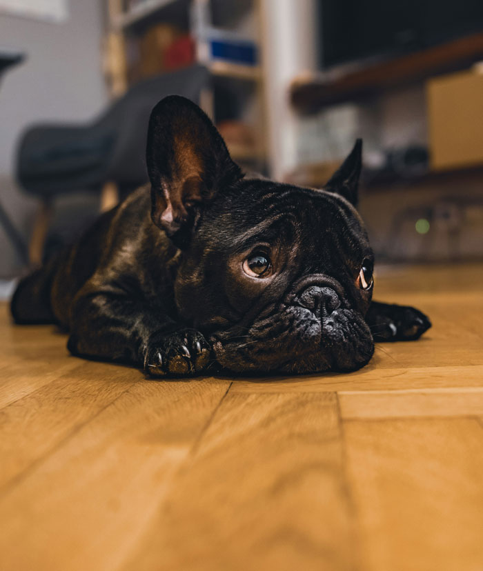 The In-Laws Poisoned My Dog. Yep, You Read That Right.