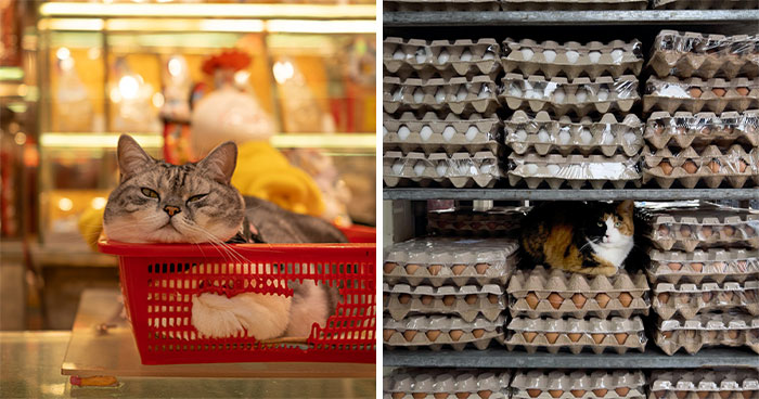 Candid City Cats Stealing the Spotlight in These 40+ Snaps!