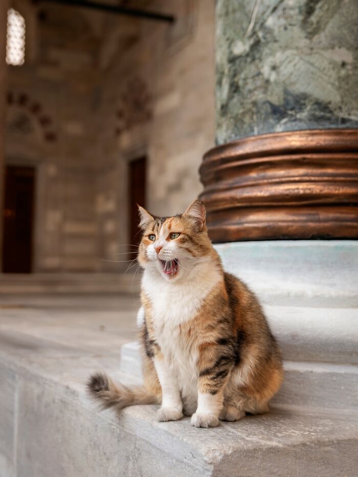 Candid City Cats Stealing the Spotlight in These 40+ Snaps!