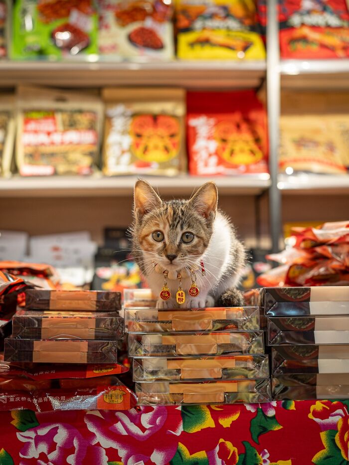 Candid City Cats Stealing the Spotlight in These 40+ Snaps!