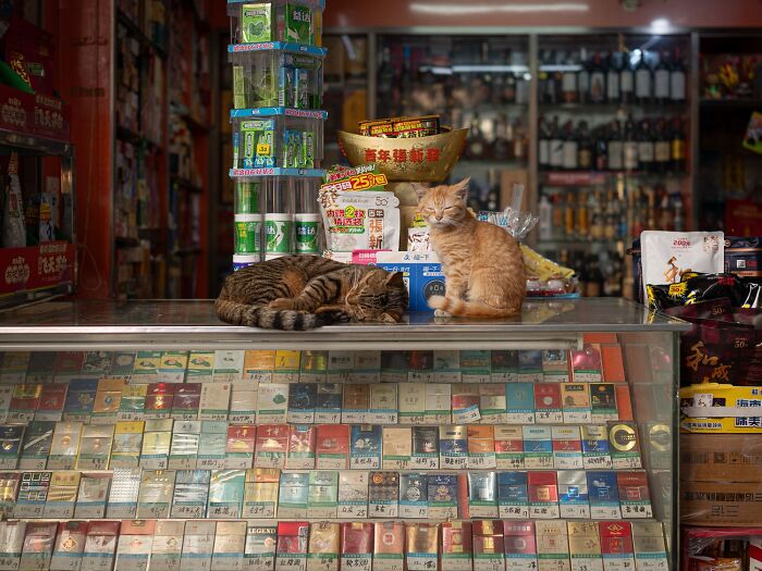 Candid City Cats Stealing the Spotlight in These 40+ Snaps!